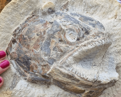 Откриха 3D фосил на риба на 83 милиона години в почти идеално състояние